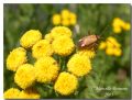 Adelphocoris vandalicus